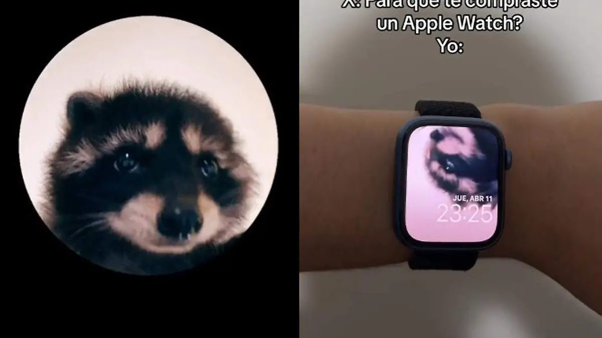 mapache reloj